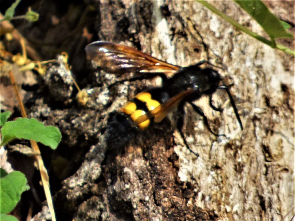 Scoliidae: maschio di Megascolia maculata flavifrons